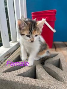 6 Beautiful Tame Kittens - Photo 3
