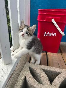 6 Beautiful Tame Kittens - Photo 4