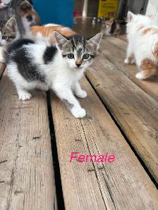 6 Beautiful Tame Kittens - Photo 5