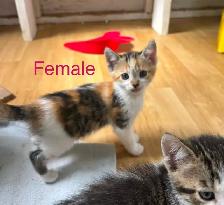 6 Beautiful Tame Kittens - Photo 6