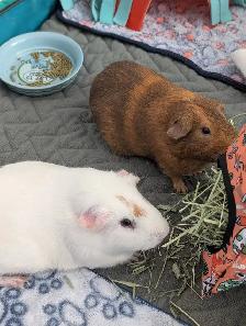 Rodent Rescue & Sanctuary - Photo 2