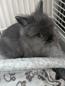 Rodent Rescue & Sanctuary - Photo 3