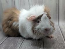 Rodent Rescue & Sanctuary - Photo 4