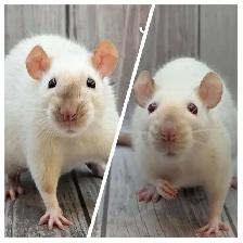 Rodent Rescue & Sanctuary - Photo 5