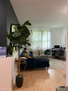 Libre, grand 4 1/2, centre ville de Hull, 1195$ - Photo 7