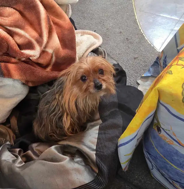 Yorkie Female