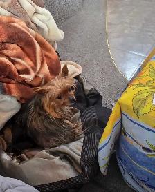 Yorkie Female - Photo 2