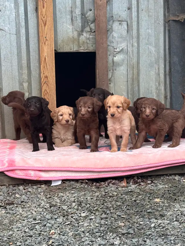 F1 Standard Size Labradoodles/Double Doodles