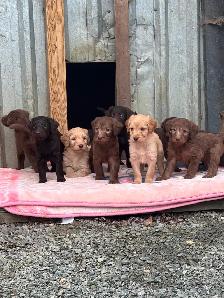 F1 Standard Size Labradoodles/Double Doodles