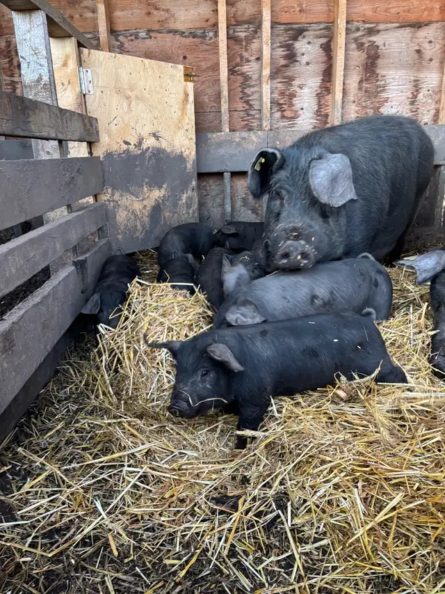 Piglets for sale.