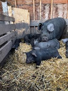 Piglets for sale.