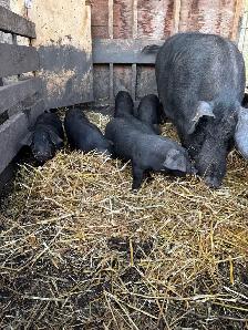 Piglets for sale. - Photo 2