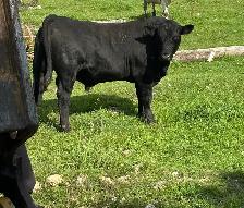 looking for farmland to rent 2027