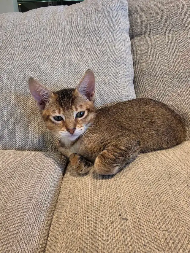 chousie kitten available F4 (male)