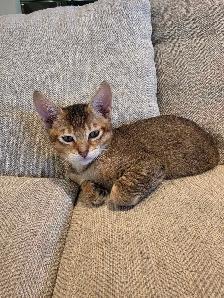 chousie kitten available F4 (male)
