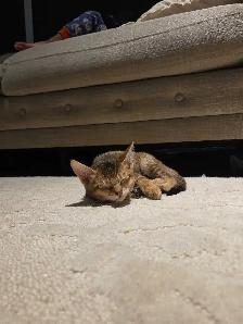 chousie kitten available F4 (male) - Photo 2