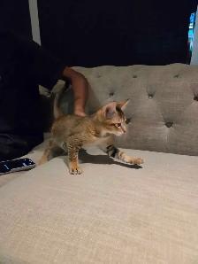 chousie kitten available F4 (male) - Photo 4