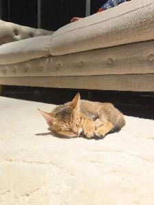 chousie kitten available F4 (male) - Photo 5