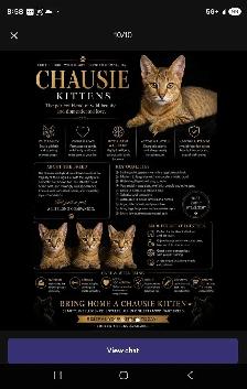 chousie kitten available F4 (male) - Photo 8