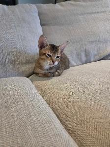 chousie kitten available F4 (male) - Photo 9