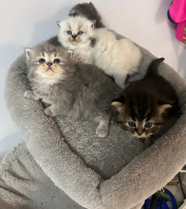Himalayan & Persian Kittens/Chatons Himalayen-Persan