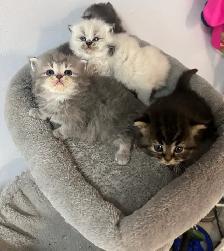 Himalayan & Persian Kittens/Chatons Himalayen-Persan