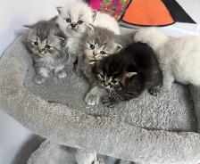 Himalayan & Persian Kittens/Chatons Himalayen-Persan - Photo 2