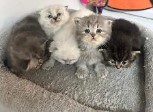 Himalayan & Persian Kittens/Chatons Himalayen-Persan - Photo 3