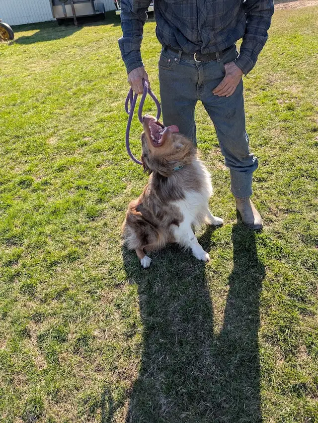 Home Raised 100% full Standard Australian Shepherd puppies