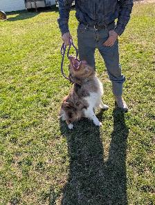 Home Raised 100% full Standard Australian Shepherd puppies