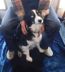 Home Raised 100% full Standard Australian Shepherd puppies - Photo 2