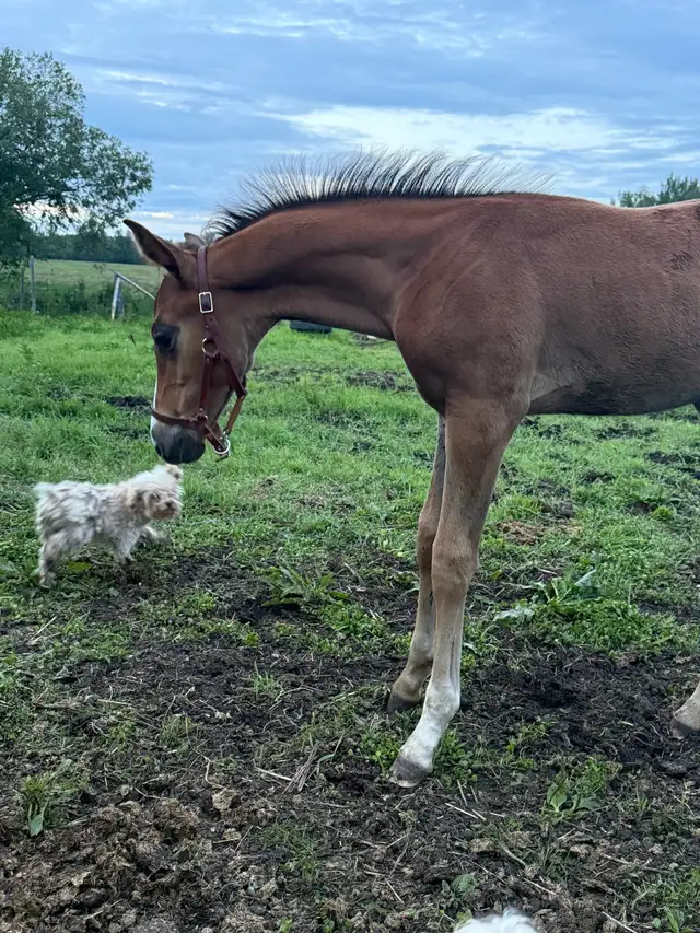 2026 Canadian Warmblood Colt