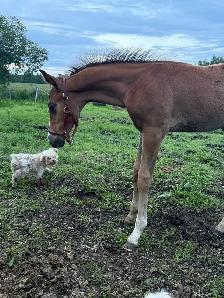 2026 Canadian Warmblood Colt