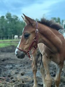 2026 Canadian Warmblood Colt - Photo 2