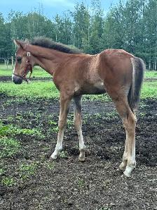 2026 Canadian Warmblood Colt - Photo 3