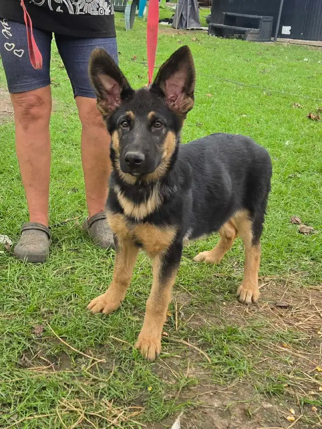 German Shepherd Puppy for Sale