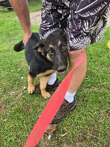 German Shepherd Puppy for Sale - Photo 2