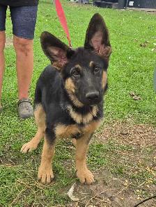 German Shepherd Puppy for Sale - Photo 3