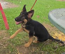 German Shepherd Puppy for Sale - Photo 4