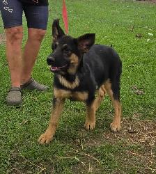 German Shepherd Puppy for Sale - Photo 5