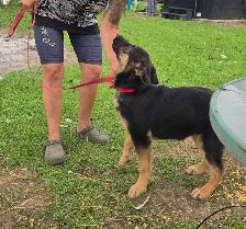 German Shepherd Puppy for Sale - Photo 6