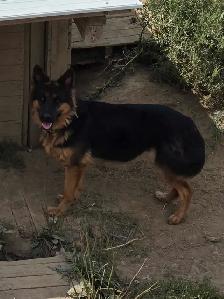 German Shepherd Puppy for Sale - Photo 7