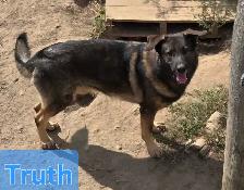 German Shepherd Puppy for Sale - Photo 8