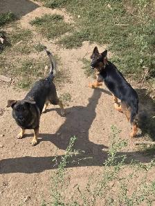 German Shepherd Puppy for Sale - Photo 9