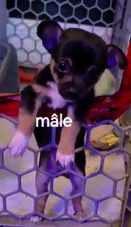 chihuahua