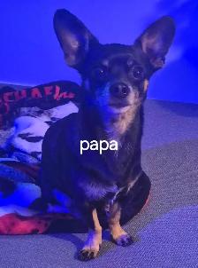 chihuahua - Photo 2