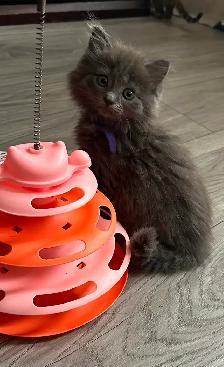 Bb chaton femelle