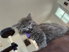 Bb chaton femelle - Photo 2