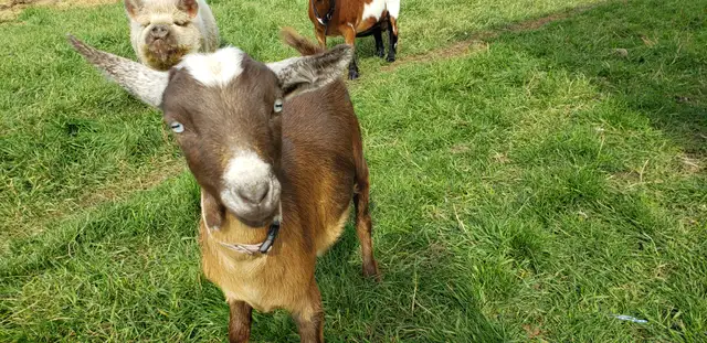 NIGERIAN DWARF DOELING