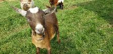 NIGERIAN DWARF DOELING